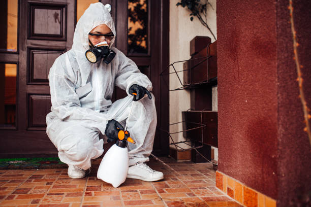 Attic and Crawl Space Rodent Treatment in Steamboat Springs