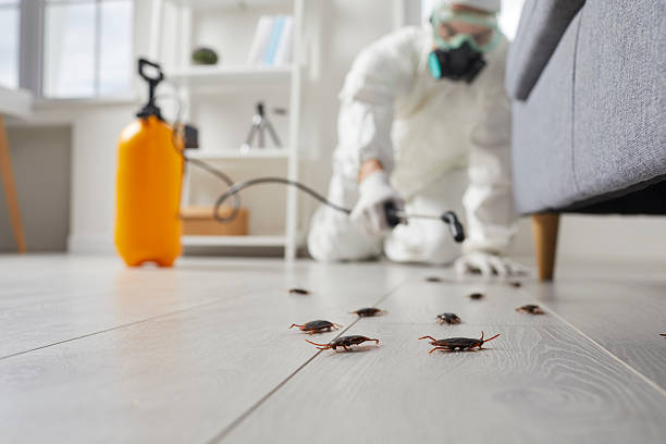 Commercial Rodent Management in Steamboat Springs